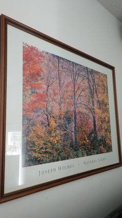 Trees in a Field picture