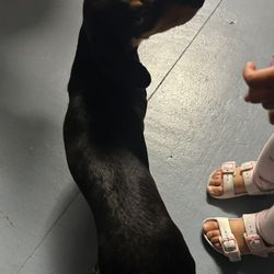 Dachshund Perrito Pequeño