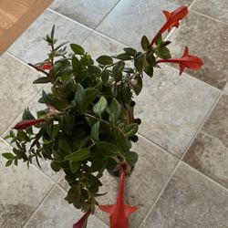 Indoor Goldfish Plant 