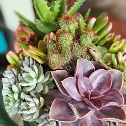 Bicycle Planter With Beautiful Succulents/Cacti Arrangement