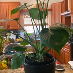 Monstera 