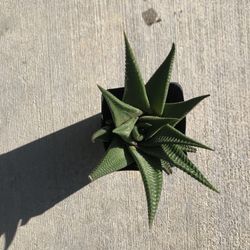 Haworthia