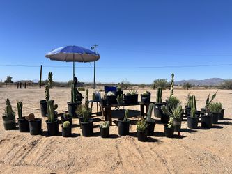Cacti For Sale