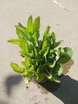Kalanchoe