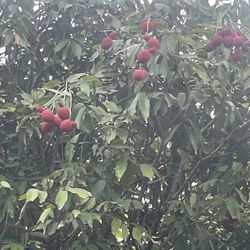 Lychees $4 Pound