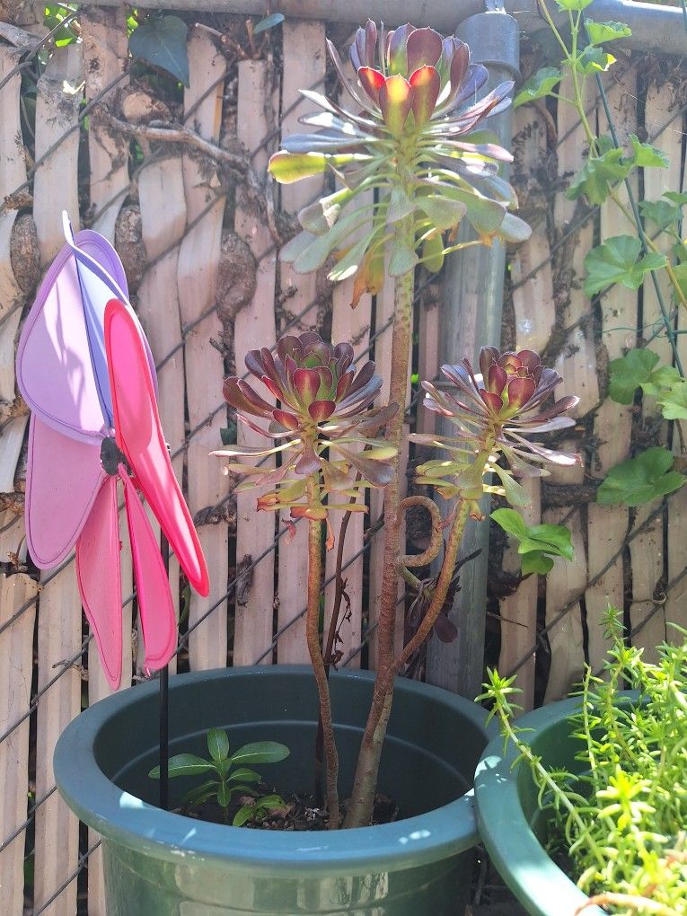 Planta Natural