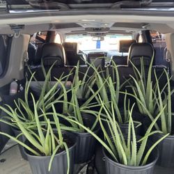 Planta Savila