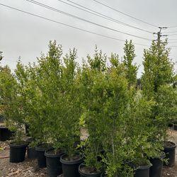 Pomegranate Fruit Tree