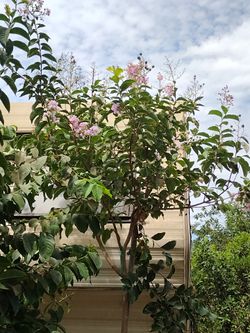 CRAPE MYRTLE TREE