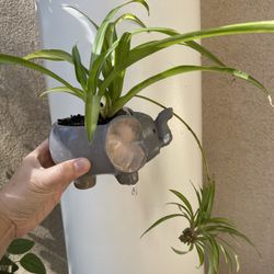 Beautiful Spider Plant With Cute Elephant Pot