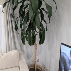 Tall Corn Plant With Big Pot