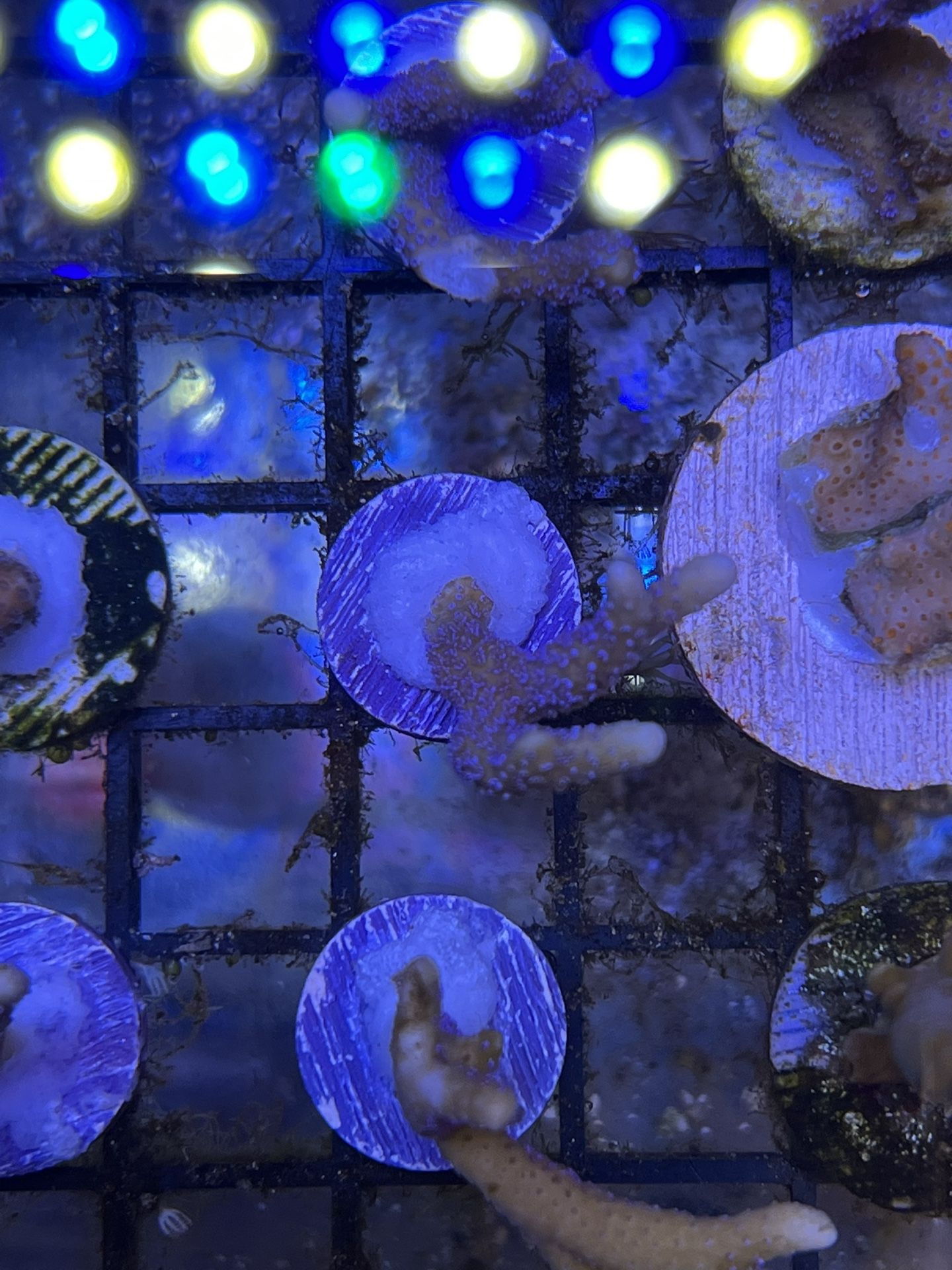 Fake Montipora Coral