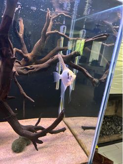 Aquarium Decoration