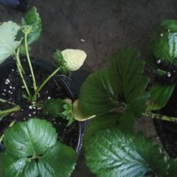 Strawberry Plants