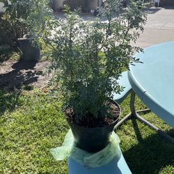 Ruda Plant