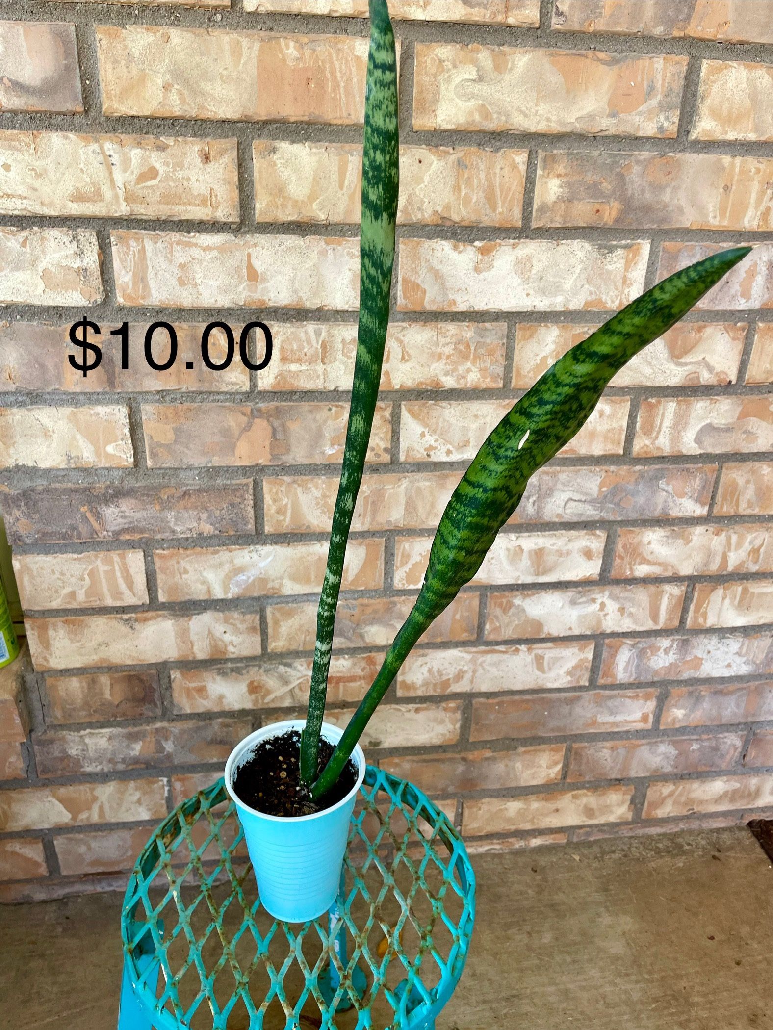 Sansevieria (Mother In Law (Tongue/Snake) Plant