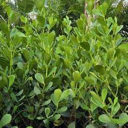 Clusia price includes installation 4 feet tall in 7g