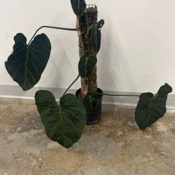 Philodendron Splendid And Melanochrysum