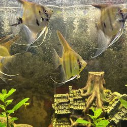 Fish Tank Decoration 