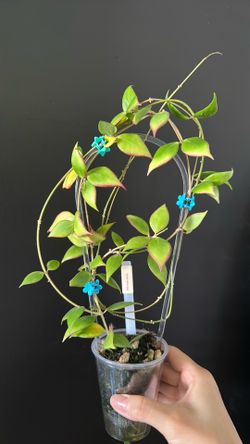 Hoya microstemma