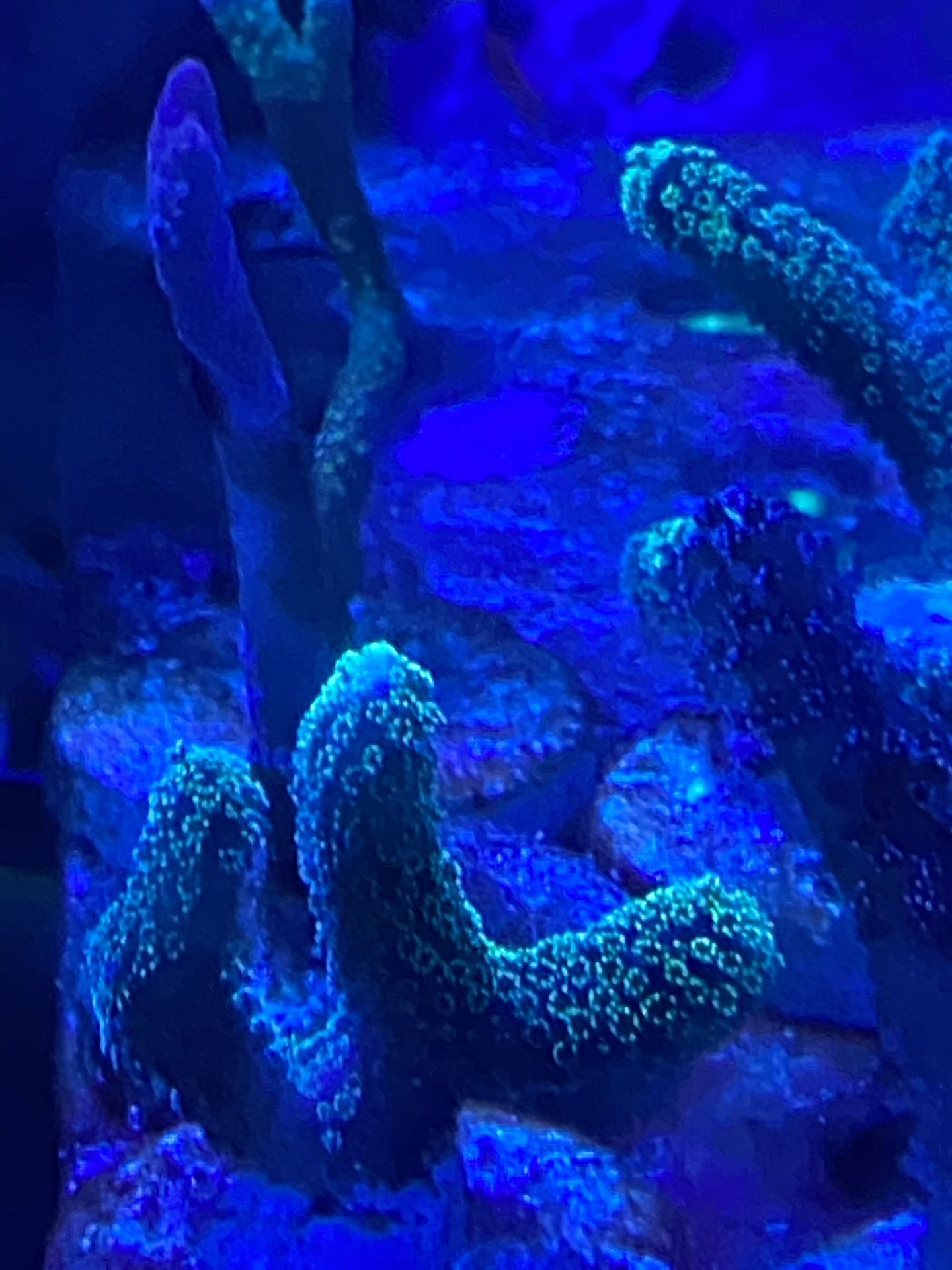 Frags