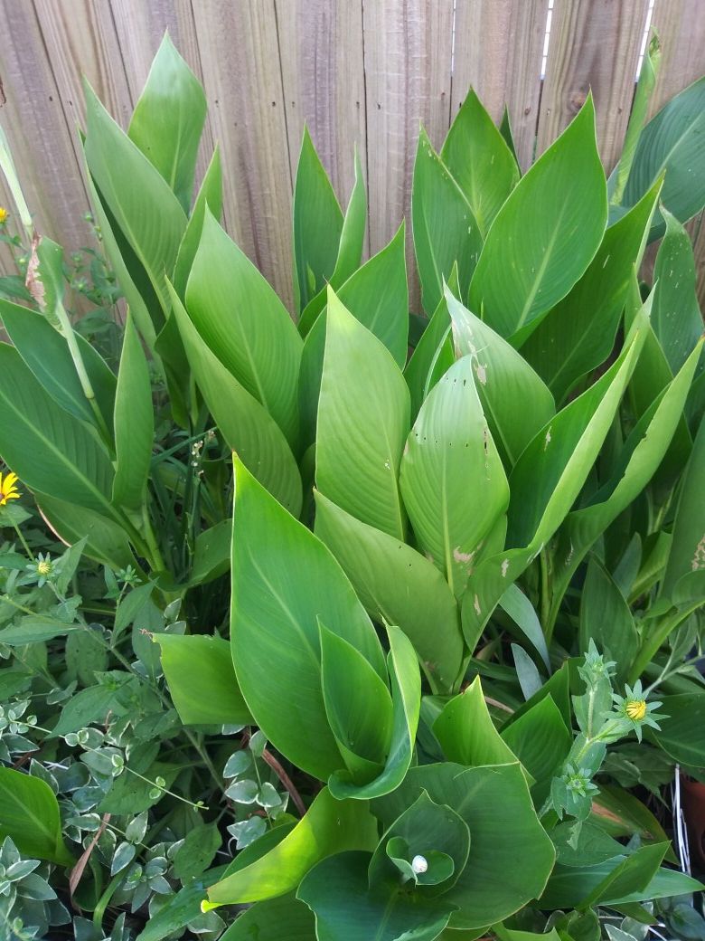 Canna Lillies