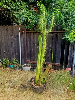Large cactus