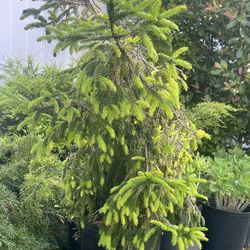 Evergreen Tree Weeping Spruce 