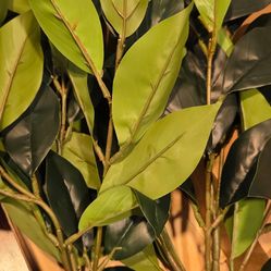 Bay leaves