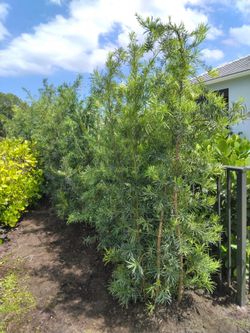 Podocarpus Privacy Plant 25g full