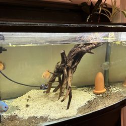 55 Gallon Jebo R390 All In One Tank