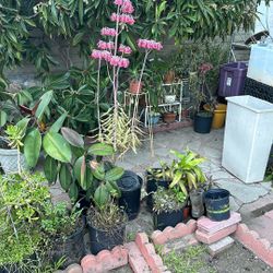 Chadolier Plant, Blooming Now