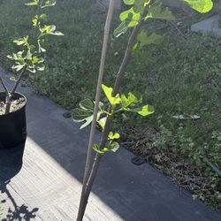 Figs 