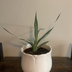 Variegated Agave - Aloe