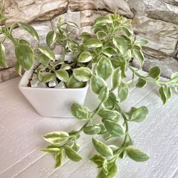 Variegated Baby Sun Rose Succulent In White Pot 3"x3"x2.75"H .