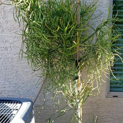 Pencil Cactus Plant/Desert Plant/Succulent Plant 