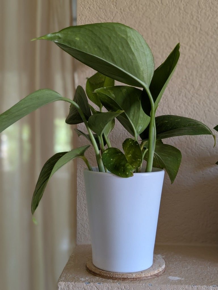 Healthy Beautiful Indoor Plant ( Porhos)