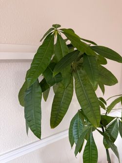 Indoor Plants