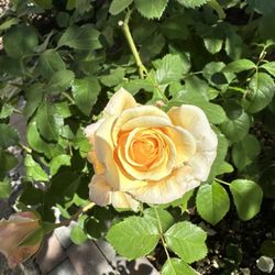 Rose Plant For Sale