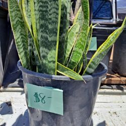 Snake,lengua De Suegra 