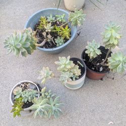 Succulents $3