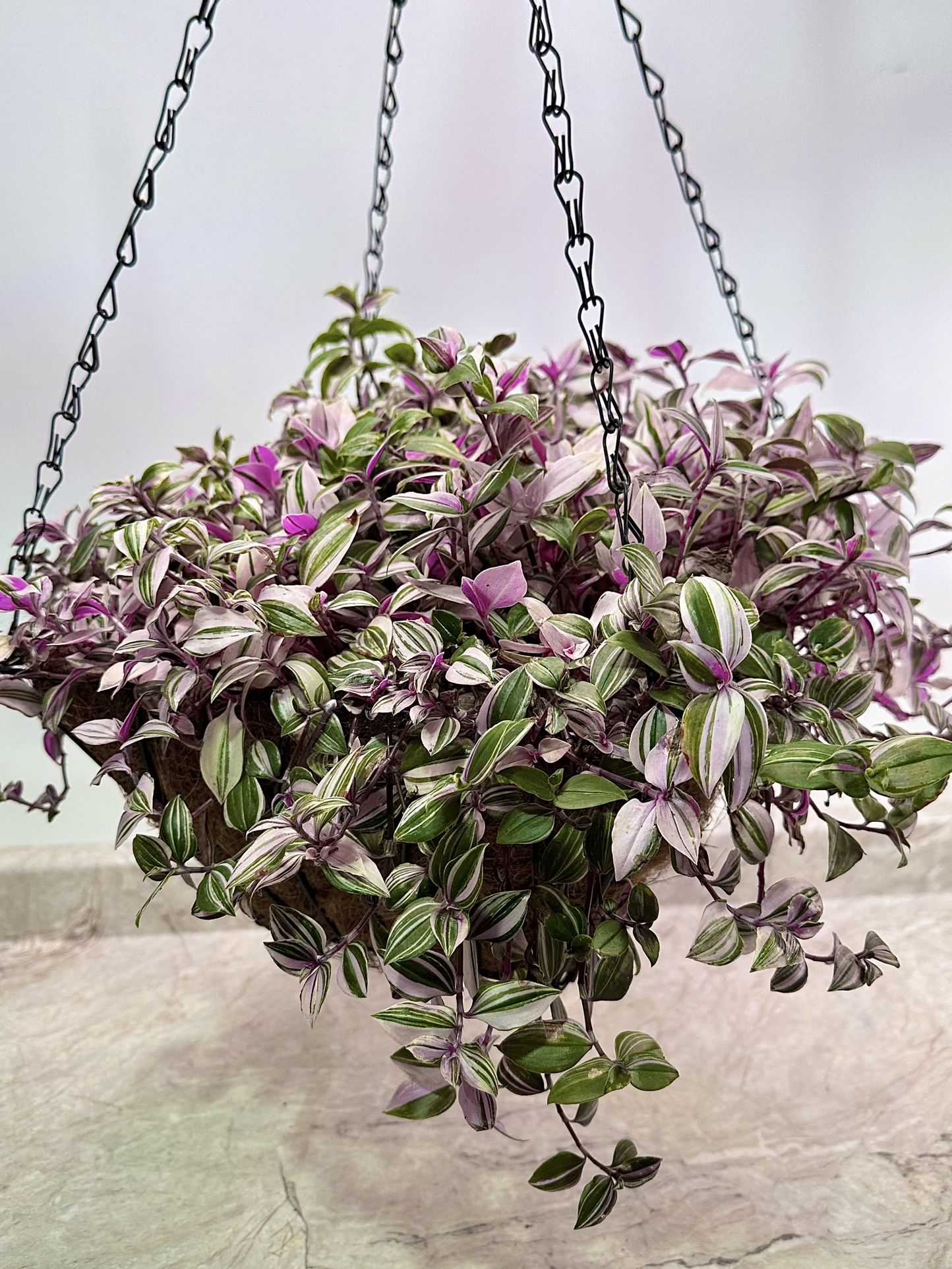 Trandescantia- Rainbow Variegated Tri color Big Plant 🪴 
