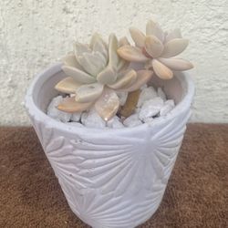 Succulents Ghost Plant 