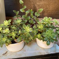 Plant 6 Dollar For Each 