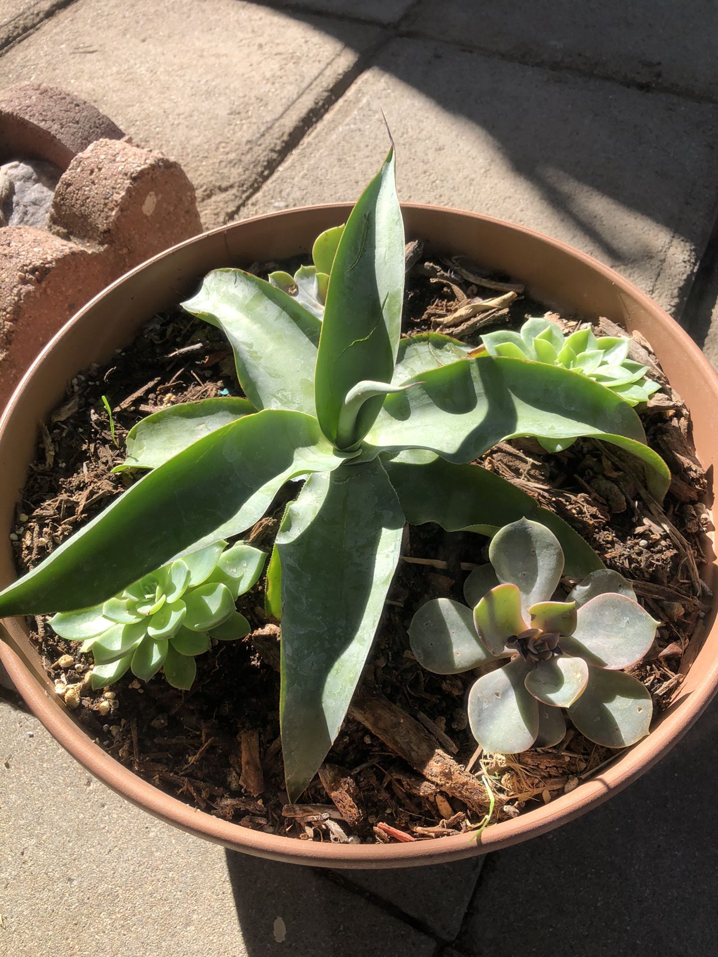 Succulent variety pot