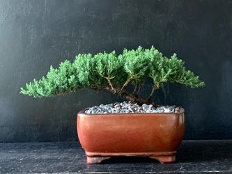 Bonsai Juniper