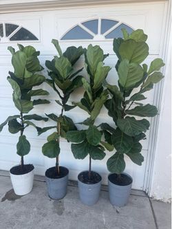 Fiddle leaf fig almost 6ft 75$ each