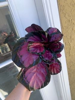 Calathea pink indoor plants