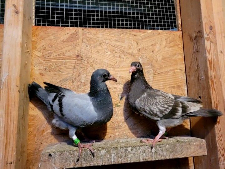 Pigeon