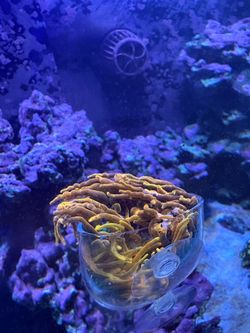 Colorado sunburst nem